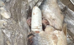 The cocaine in seafood that was discovered at CJIA. (Guyana Police Force photo)
