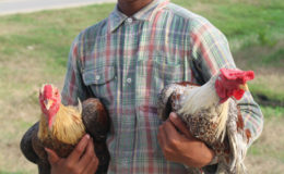  David with two of his roosters: Red Diamond and Silver Diamond