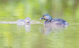 Least Grebe (Tachybaptus dominicus) feeding a chick at a pond on the Linden/Soesdyke Highway.  (Photo by Kester Clarke / www.kesterclarke.net)