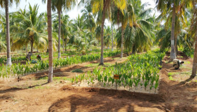 Revitalizing the Coconut Industry in Guyana