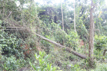 One of the electrical poles located near a Pearl farm that was uprooted during a storm three weeks ago. 