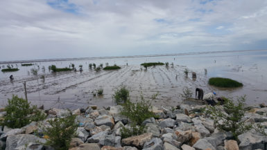 The mangroves being planted (Ministry of Agriculture photo) 