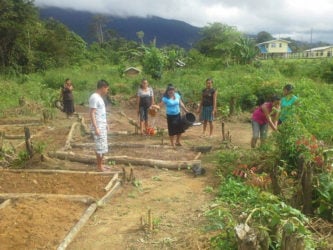 HEYS participants pursing agriculture in Kopinang Village, Region 8 are seen here watering plant beds. 