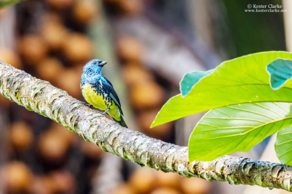 A Turquoise Tanager (Tangara mexicana) at the Arrowpoint Nature Resort.  (Photo by Kester Clarke/www.kesterclarke.net)