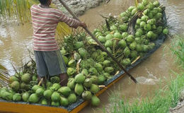 Transporting harvested coconuts
