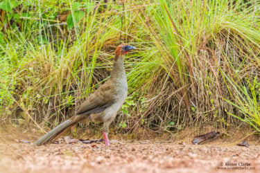 A Variable Chachalaca (Ortalis motmot) foraging jamun berries near a lake in Linden. (Photo by Kester Clarke/www.kesterclarke.net)