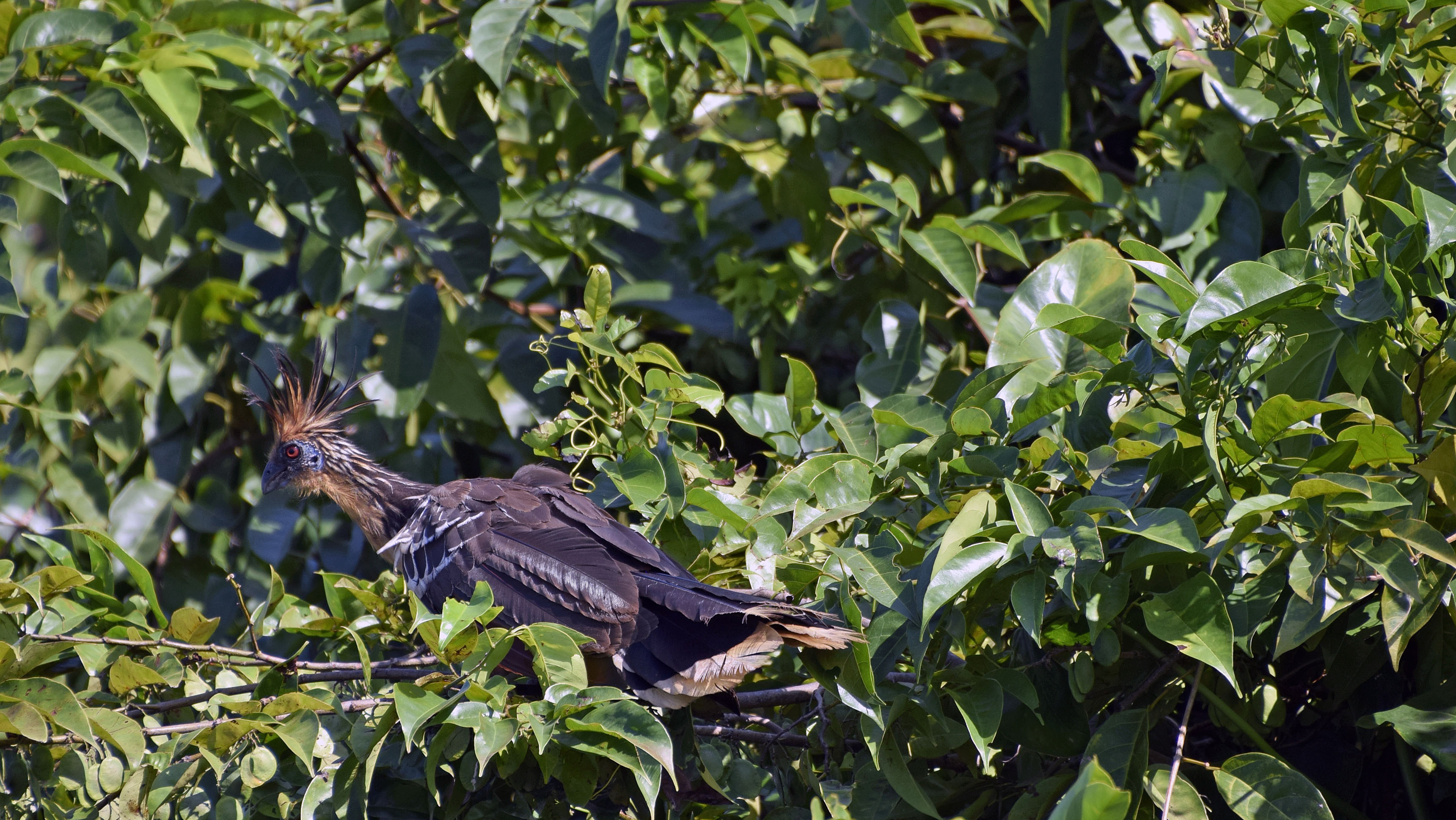 Wildlife lures nature lovers along Mahaica River – Stabroek News