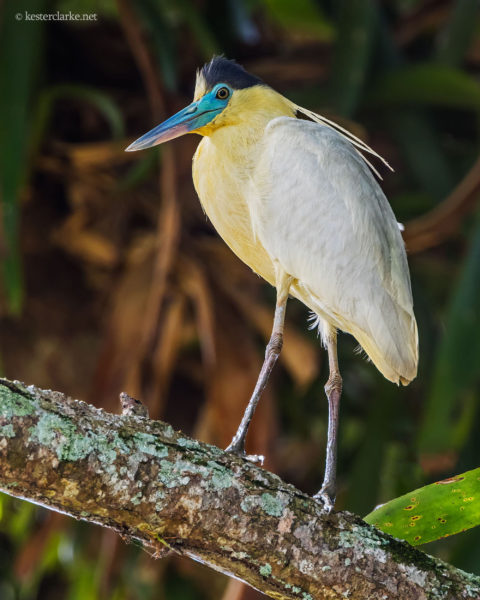 Capped Heron (Pilherodius pileatus) perched on a branch at a farm in Timehri