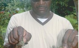 New Village resident Wayne Nathaniel shows two locusts he caught from a neighbour's yard yesterday. He says the insects have been destroying crops and plants.
