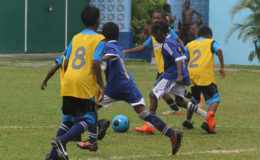 Stella Maris forwards (blue) on the attack against the Rama Krishna (yellow) defenders during their matchup in the fifth edition of the annual Court's Pee-Wee Primary Schools football Championship at the Thirst Park ground