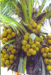 Rejuvenating Guyana’s coconut sector will be a discussion point during the Festival