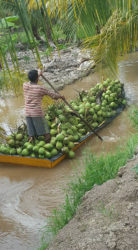 Transporting coconuts in the Pomeroon 