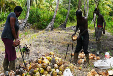 Peeling coconuts