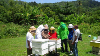 Inspecting hives at the recent Tobago Congress