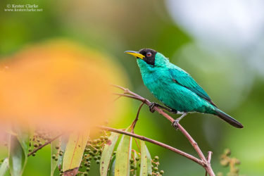 A male Green Honeycreeper (Chlorophanes spiza) photographed near Rockstone Village, Essequibo River. (Photo by Kester Clarke / www.kesterclarke.net)