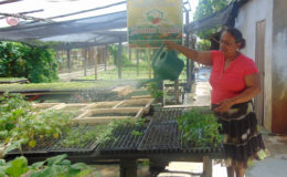 Khemwattie Ramnarine watering plants in the nursery section of the shade house 
