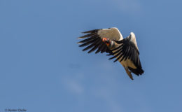 A King Vulture soaring over Karasabai Village, Rupununi. (Photo by Kester Clarke/www.kesterclarke.net)