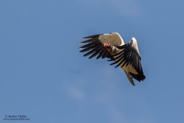 A King Vulture soaring over Karasabai Village, Rupununi. (Photo by Kester Clarke/www.kesterclarke.net)