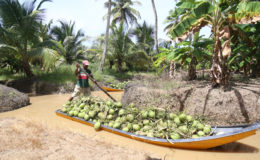 A vessel, laden with coconuts, heading out of the Pomeroon on Friday.