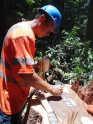 Marking a stump (Iwokrama photo)