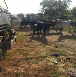 Cows that have invaded the yard of Port Kaituma resident Chrisna David 