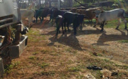 Cows that have invaded the yard of Port Kaituma resident Chrisna David 
