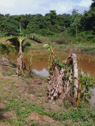 Damaged plantain stock in the aftermath of the animals’ rampage at David’s farm in Port Kaituma