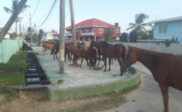 A team of horses feeding at the Main and Rose Street, Enterprise residence 