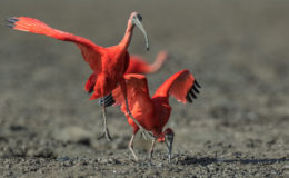Scarlet Ibis, Ogle Mudflats