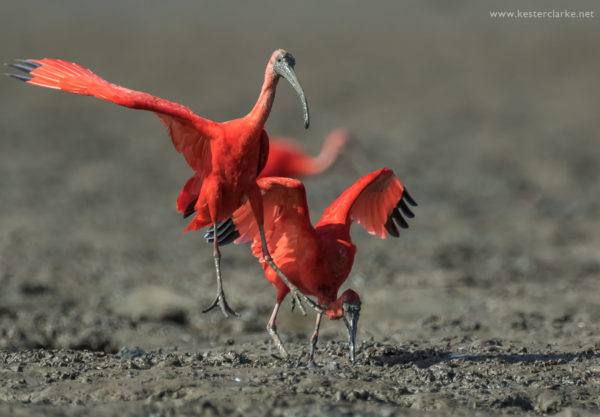 Scarlet Ibis, Ogle Mudflats