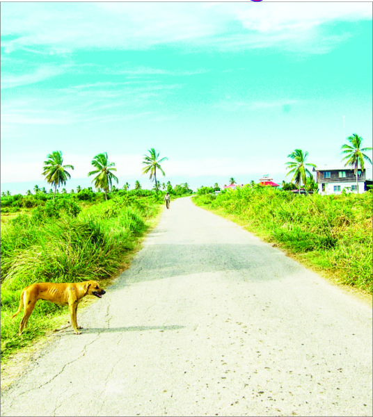 Is the grass greener over there? A dog contemplates crossing a country road at Mahaica. (Photo by Mariah Lall)