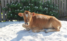 This calf preferred the sand
