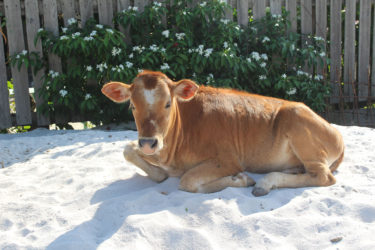 This calf preferred the sand
