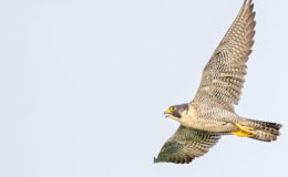 Peregrine Falcon (Falco peregrinus) in flight over the Mahaica River.  (Photo by Kester Clarke / www.kesterclarke.net)