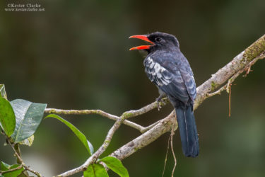 A Black Nunbird (Monasa atra), photographed in Rockstone Village, Essequibo River.  Photo by Kester Clarke (http://www.kesterclarke.net)