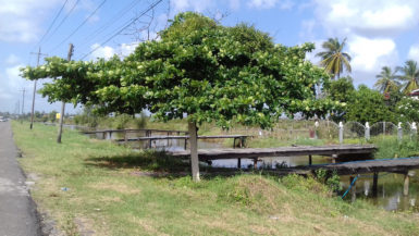 The only Almond Nut tree in the village