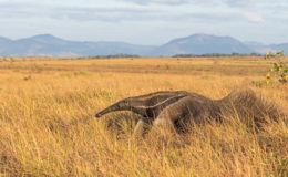 The sweeping savannahs near Karanambu Ranch in the North Rupununi should be big enough to satisfy this Giant Anteater’s daily appetite for 35,000 ants and termites. Digging with formidable claws that can kill a jaguar, and darting its 18-inch tongue into holes 160 times per minute, the giant anteater has been perfecting its foraging skills for 30 million years. (Photo by Kester Clarke)