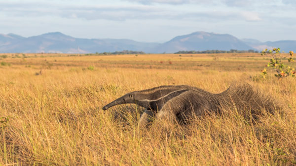 Wildlife – Stabroek News