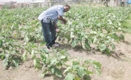 Crop production is set to increase
