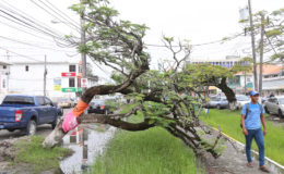 Saving the tree: This flamboyant tree on Camp Street began leaning severely following recent heavy rain. It still appears to be healthy but is obstructing a part of the avenue. Expert pruning may be needed.
