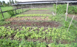 Lettuce cultivation at the farm. It is the only crop being grown commercially at the farm.