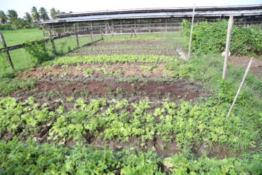 Lettuce cultivation at the farm. It is the only crop being grown commercially at the farm.