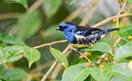 A Turquoise Tanager (Tangara mexicana) at a fruiting tree in Timehri.  (Photo by Kester Clarke www.kesterclarke.net)