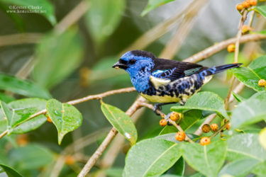 A Turquoise Tanager (Tangara mexicana) at a fruiting tree in Timehri.  (Photo by Kester Clarke www.kesterclarke.net)