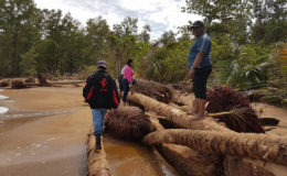 Part of the regional team that visited Almond Beach on Saturday inspecting coconut trees that fell as a result of the erosion. 