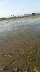 A rice field with duckweed.