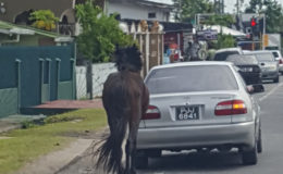 Horse abuse: This malnourished horse tied with what appeared to be a cement sling was being pulled along Mandela Avenue yesterday by the driver of PJJ 6841.  The driver appeared completely oblivious to the distressed state of the horse.