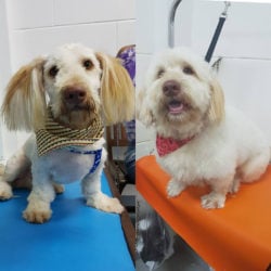 This dog began visiting Pawsome Pets in October 2016. In photo at left is his first visit. At right he would have had a fresh bath and blowout - removing little kinks from the body and legs and neatening the face on February 1, 2017; he is a regular visitor for blowouts.
