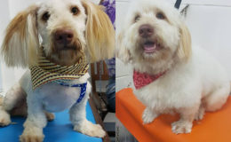 This dog began visiting Pawsome Pets in October 2016. In photo at left is his first visit. At right he would have had a fresh bath and blowout – removing little kinks from the body and legs and neatening the face on February 1, 2017; he is a regular visitor for blowouts.
