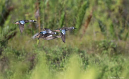 A small flock of Blue-winged Teal (Anas discors) flying over a lake in Linden. (Photograph by Kester Clarke / www.kesterclarke.net)